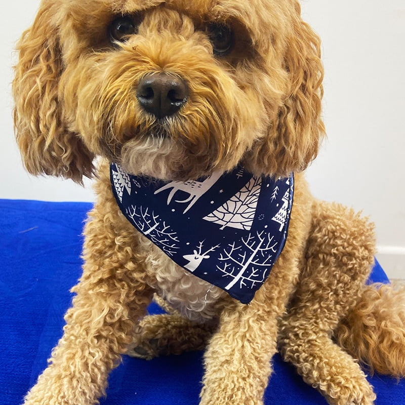 Reindeer Navy Christmas Bandana